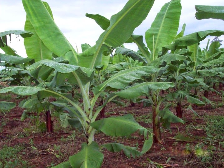 Plantain Season